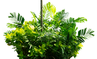 group of tropical plants isolated png