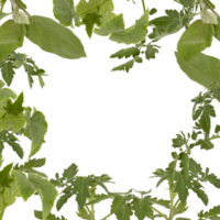 green leaf frame Cut out, isolated transparent background png