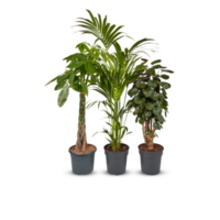 Plants in pots decorate the garden to purify the air Cut out, isolated transparent png