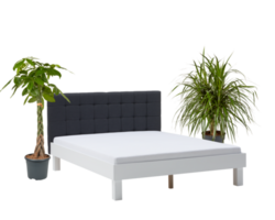 The bed is decorated with air-purifying plants Cut out, isolated transparent png