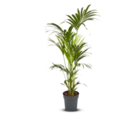 palm tree, betel nut, coconut leaf in a pot Cut out, isolated transparent png