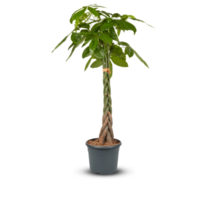 braid tree in pot Cut out, isolated transparent png