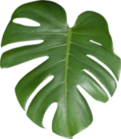 monstera leaf cut out on transparent background. png