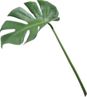 monstera leaf cut out on transparent background. png