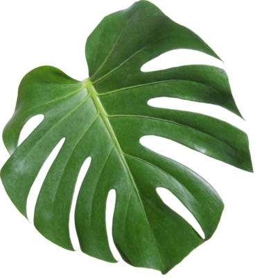 Monstera Leaf PNGs for Free Download