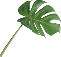 monstera leaf cut out on transparent background. png