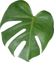 monstera leaf cut out on transparent background. png