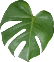 monstera hoja cortar fuera en transparente antecedentes. png