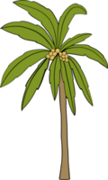 doodle coconut tree freehand drawing. png