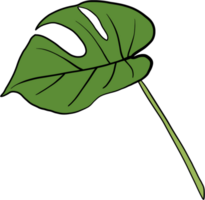 monstera plant freehand drawing. png