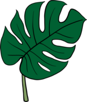 monstera växt freehand teckning. png