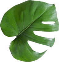monstera leaf cut out on transparent background. png