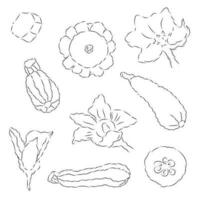 Zucchini, patisson, zucchini. Set of vector illustrations in doodle style isolated on white background.