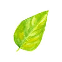 Hand drawn watercolor vector lemon leaf isolated on white background.