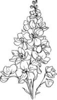 Hand-drawn delphinium flower bouquet vector sketch illustration outline larkspur flower drawing, larkspur line drawing, botanical leaf branch collection isolated on white, delphinium coloring page,