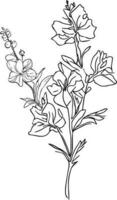 Bouquet of delphinium flower hand drawn pencil sketch coloring page and book for adults isolated on white background, , outline larkspur flower drawing tattooing, delphinium illustration ink art. vector