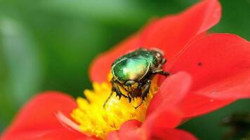 cetonia aurata conosciuta anche come rose chafer sul fiore rosso della dalia, macro video