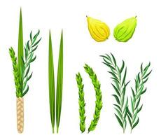 Sukkot holiday set elements. Traditional Jewish religious symbols is etrog, lulav, hadas, arava. Design elements for Feast of Tabernacles or Festival of Ingathering isolated on white background vector