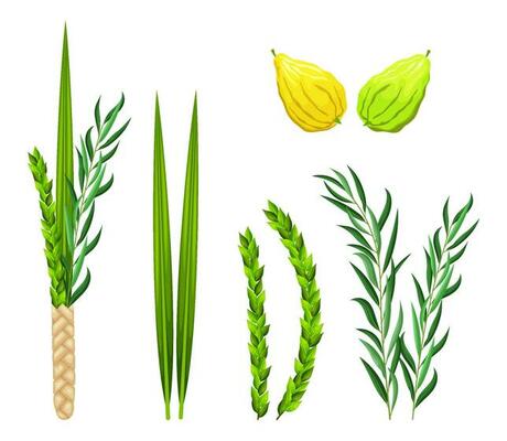 Sukkot holiday set elements. Traditional Jewish religious symbols is etrog, lulav, hadas, arava. Design elements for Feast of Tabernacles or Festival of Ingathering isolated on white background