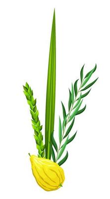 Traditional symbols of Sukkot is Etrog - citron, lulav - palm branch, hadas - myrtle, arava - willow. Festival of Ingathering or Feast of Tabernacles. Great for card, banner, poster, social media