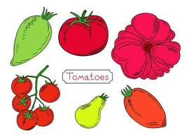 Sketch of tomatoes of different types. Bulb shaped tomatoes, elongated, round and cherry tomatoes. Colorful sketch collection of vegetables isolated on white background. For menu design, recipes vector