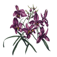 ai genererad, vattenfärg blomma png