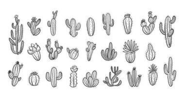 Cactus set with flowers. Hand drawn illustration in doodle style.Vector illustration. vector