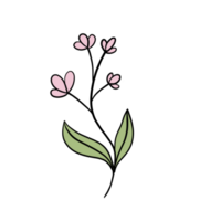 Hand gezeichnet wild Blume png