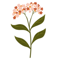 Hand gezeichnet wild Blume png