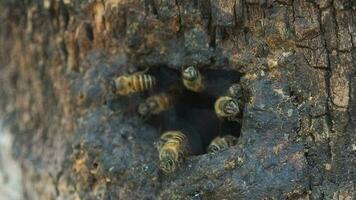 miel abeja trabajador con naturaleza de madera sostener video