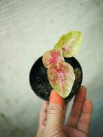 caladium bicolor qeen of plant and house pot photo