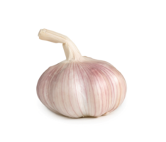 Single fresh white garlic bulb isolated with clipping path and shadow in png file format, Thai herb is great for healing several severe diseases, heart attack, Hyperlipidemia