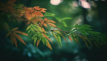 Vibrant autumn foliage on beech and maple trees in forest generated by AI photo