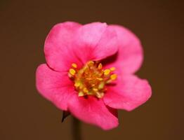 rosado fresa flor florecer cerca arriba botánico antecedentes fragaria familia rosaceae alto calidad grande Talla instante huellas dactilares foto