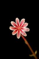 Beautiful pink flower summer blossoming close up botanical background lewisia leeana family montiaceae big size high quality modern instant print photo