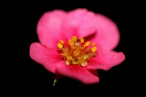 Pink strawberry flower blossom close up botanical background fragaria family rosaceae high quality big size instant prints photo