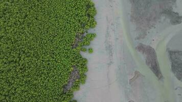 Aerial view green lush mangrove tree forest near the muddy coastal in Malaysia video