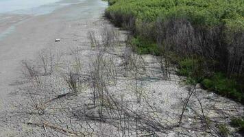 Aerial view dead bare leave mangrove trees near sea coastal video