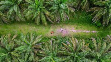 Aerial view look down two cows tied by rope at rural path video