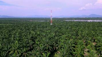 Aerial move toward telecommunication tower in oil palm farm video