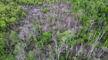 aéreo ver muerto mangle arboles en bosque en Malasia video