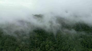 cameron highlands dimma moln över regnskog i antenn perspektiv video