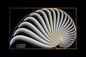 Fibonacci Sequence Golden ratio. Geometric shapes spiral. Snail spiral. Sea shell of white circles. Sacred geometry logo template. Vector isolated on black background