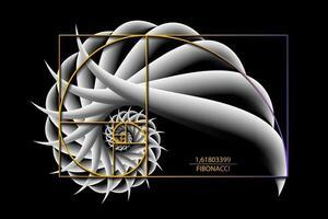 Fibonacci Sequence Golden ratio. Geometric shapes spiral. 3D Snail spiral. Sea shell of white circles. Sacred geometry logo template. Vector isolated on black background