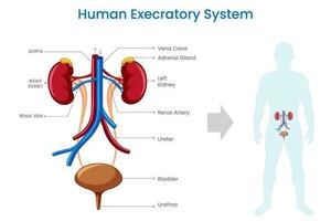 Excretory system,  Eliminates waste, regulates fluids, maintains internal environment vector