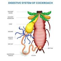 cucaracha digestivo sistema, eficiente digestión, nutritivo absorción para supervivencia vector