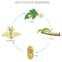 gusano de seda vida ciclo, huevo, larva, crisálida, adulto. seda producción obras de teatro un vital papel vector