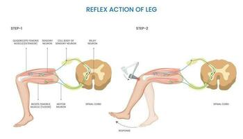 Leg reflex action,  Involuntary, rapid response to sensory stimulation vector