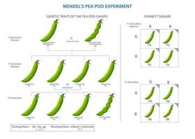 Mendel's pea pod experiment, Unveiling laws of genetic inheritance vector