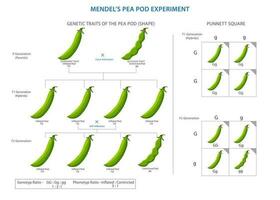 de mendel guisante vaina experimento, revelando leyes de genético herencia vector